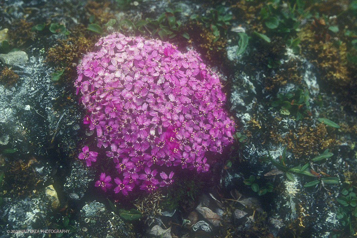 45 SIBERIA.jpg - Luglio/Agosto 1992. Siberia, terra dei Chukchi. Nell'oceano artico  125 Km a nord-est della penisola dei Chukchi (Siberia) c'Ã¨ l'isola di Wrangel, essa ospita piÃ¹ del doppio di specie vegetali (417) di qualsiasi territorio artico a paritÃ  di superficie nonchÃ¨ 30 specie diverse di uccelli oltre ad orsi polari, foche e trichechi ; per questo motivo   Ã¨ stata proclamata patrimonio dell'umanitÃ  dall'UNESCO. Nella foto parco naturale ddell'isola di Arakamchechen fioritura di "Silene Acaulis"